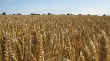 Argentina; El trigo transgénico ya se consume en el país y no podrá exportarse