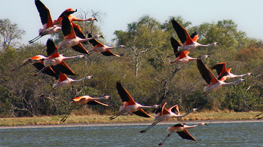 Paraguay será sede de la Feria de Aves de Sudamérica 2026