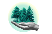 Carácter político de los bosques