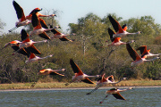 Paraguay será sede de la Feria de Aves de Sudamérica 2026