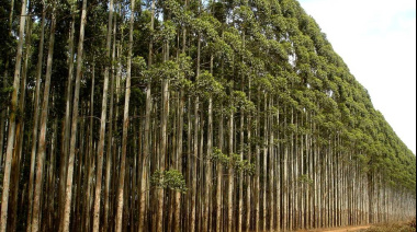 Comunidad campesina resiste expansión de monocultivo de eucalipto en Horqueta