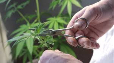 Cannabis sin límites de THC podría doblar recaudación del país