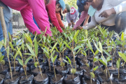 Guatemala: mancomunidad de la costa sur impulsa viveros y plantas de reciclaje como estrategia contra el cambio climático