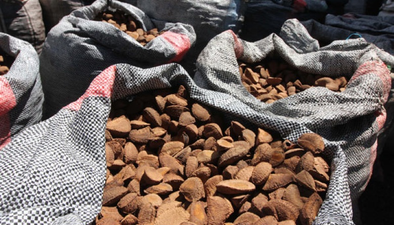 Primer envío de fibra de cáscara de castaña de las comunidades de Lábrea a la industria de Manaos