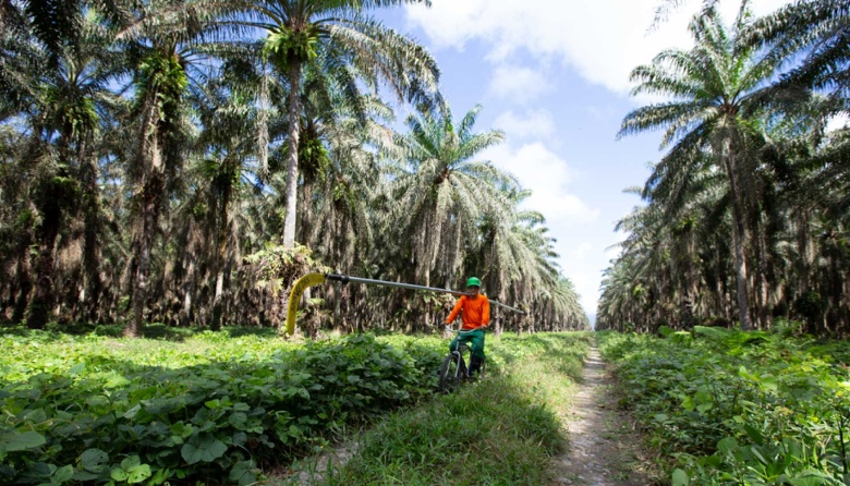 Avanzando hacia un sector palmero más inclusivo y sostenible en el Perú