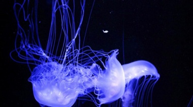 ¿Qué dice la ciencia sobre los efectos de la desalinización en la vida marina?: Investigación en la Patagonia revela secretos acerca del equilibrio ecológico