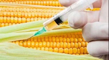 Transgénicos en Perú: El falso progreso que amenaza nuestra soberanía alimentaria