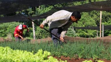 Detectan en Paraguay una enfermedad renal en jóvenes agricultores