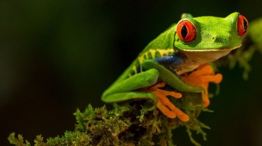 Guterres: hay que presionar a gobiernos y empresas para proteger la biodiversidad