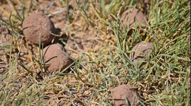 Con Ingeniosa Técnica de bombas de barro conteniendo semillas crearan corredor ecológico en el Guairá
