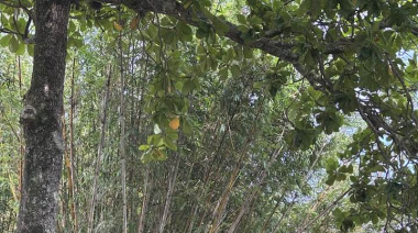 Brasil y sus materias primas. No fue el pau-brasil lo que destruyó a Brasil, fueron los portugueses