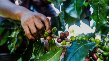 El cambio climático dispara el precio del café un 40%