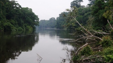 ¿Alianza o cártel? El futuro de los bosques tropicales se decide en el Congo