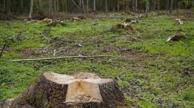 Santa Fe, la primera provincia argentina en impulsar la verificación de la producción agropecuaria libre de deforestación