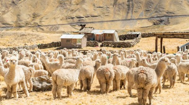 Camélidos en el corazón de los Andes: Hilos de lana, memoria y resiliencia