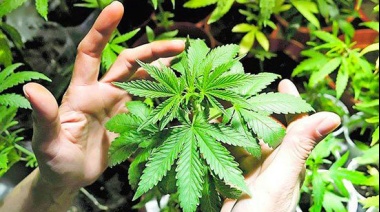 El Gobierno alemán aprueba la “legalización controlada” del consumo de cannabis