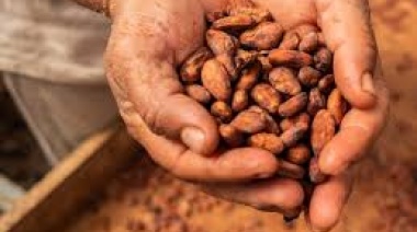 Productores de cacao en Colombia remueven 26.132 toneladas de CO2 de la atmósfera