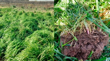Crean suelos artificiales a partir de residuos industriales para revalorizar tierras degradadas