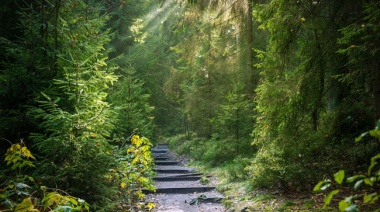 Día Internacional de los Bosques