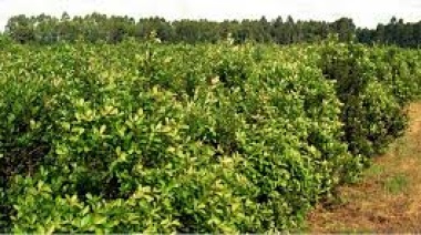 Yerba mate en sistemas agroforestales: oportunidades y desarrollos desde el sur de Brasil