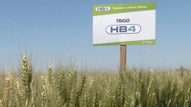 Organizaciones de la sociedad civil piden la suspención definitiva de la siembra y comercialización del trigo transgénico