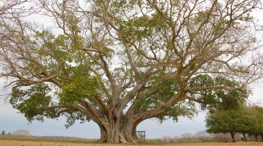 Los árboles colosos de Paraguay: el legado natural que necesita ser preservado