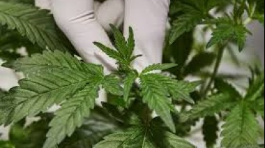 Senado tiene pendiente proyecto de ley para despenalizar cultivo casero del Cannabis.