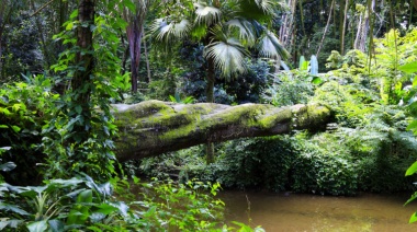 El Bosque Atlántico y el Gran Chaco: dos de las ecorregiones más amenazadas del planeta