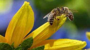 Científicos argentinos crean método único en el mundo para dirigir los enjambres de abejas a zonas de cultivo
