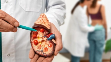 Diabetes: diseñan una terapia novedosa para recuperar la función de los riñones