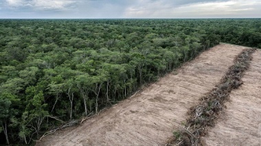Los bosques, víctimas de la tala ilegal, el narcotráfico, la minería y el tráfico de especies