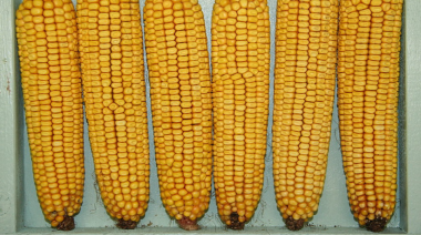 México prohíbe el cultivo de maíz transgénico en una reforma constitucional