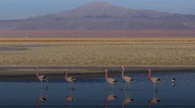 Documental: El Salar de Atacama desde los ojos de los pueblos originarios afectados por la extracción de litio de SQM