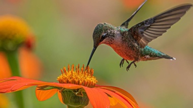 La pérdida de biodiversidad exige medidas urgentes a escala mundial