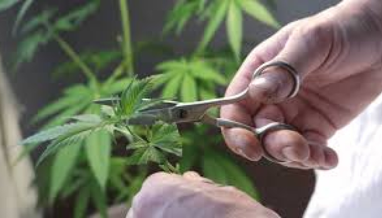 Cannabis sin límites de THC podría doblar recaudación del país