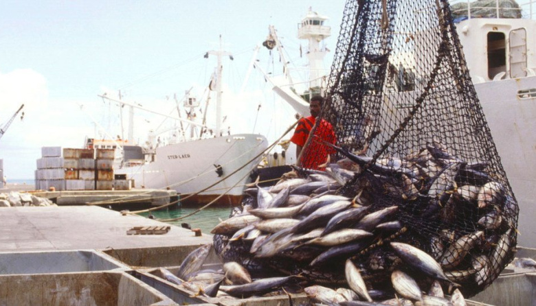 ¿El pescado que pagas es el que comes? El fraude que engaña al consumidor y pone en riesgo la salud
