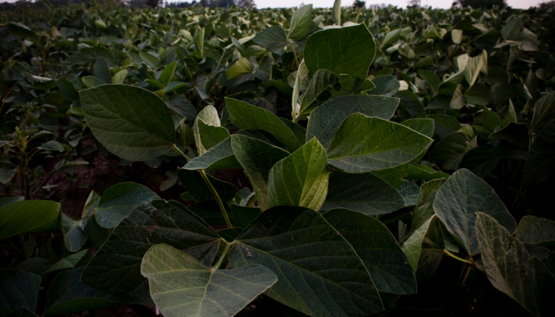 A 30 años de la primera soja transgénica: un experimento masivo a cielo abierto