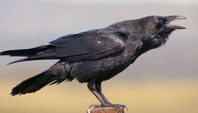 ¿Los cuervos son inteligentes? Todo indica que sí