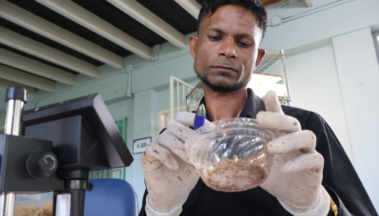 Larvas que transforman residuos en proteína: una iniciativa en el Caribe busca fortalecer sistemas alimentarios