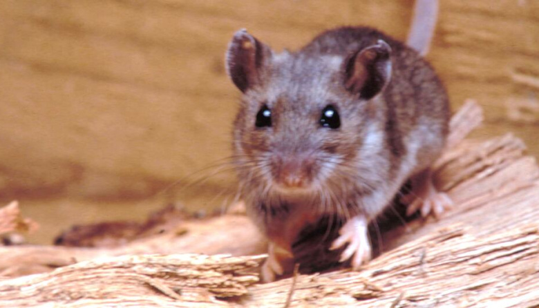 Hantavirus: qué es, cómo se transmite y por qué preocupa a las autoridades sanitarias