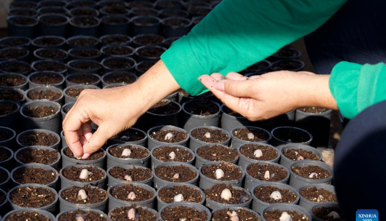 Mujeres de Amazonía brasileña impulsan bioeconomía sostenible con apoyo de ciencia y saberes tradicionales