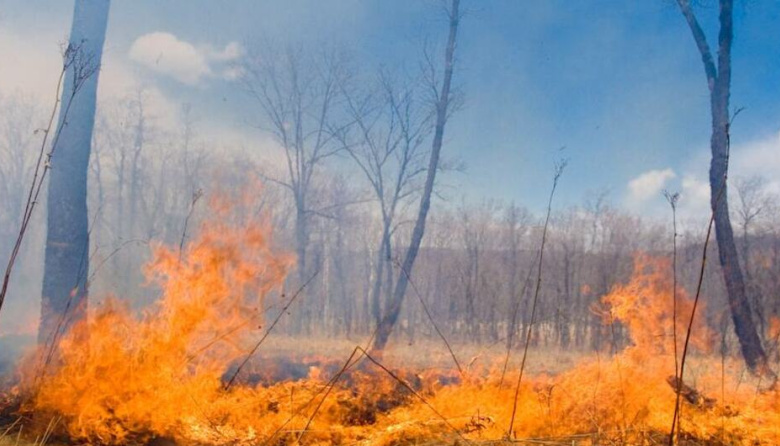 Calidad sobre cantidad: salvar los bosques significa proteger ecosistemas, no solo plantar árboles