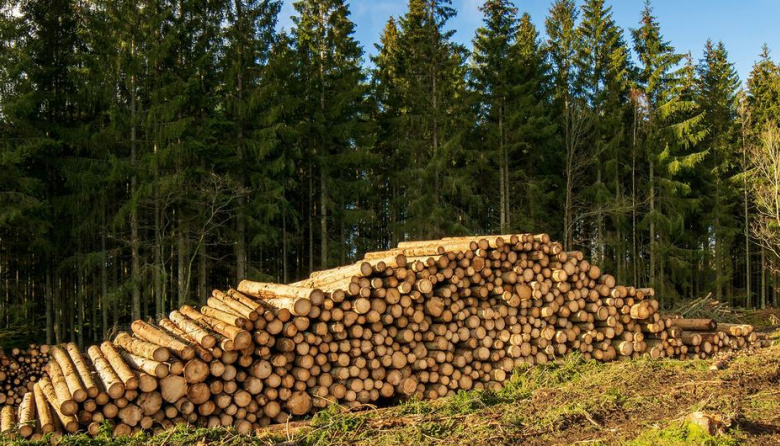 Construcción, energía, carbono: el renacer de la industria forestal como motor de la transición verde en Europa
