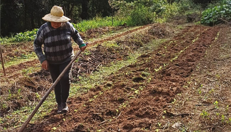 Tierra Prometida: una comunidad campesina que resiste al agronegocio y protege el Bosque Atlántico