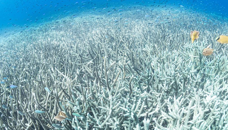 El calor de los océanos alcanzó un máximo histórico en julio en medio de múltiples extremos climáticos