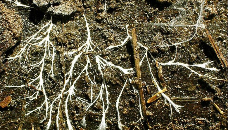 La tierra tiene un “sistema circulatorio” oculto