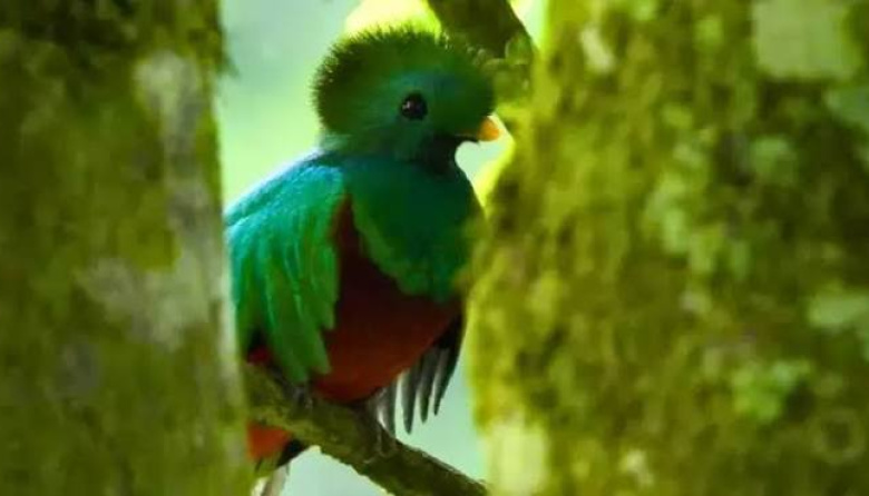 Día Nacional del Quetzal, Guatemala honrará a su ave símbolo