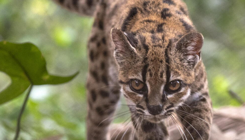 Descubren en Bolivia una nueva especie de felino, la primera descrita en más de un siglo