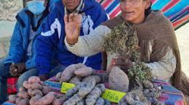 Papas nativas, un valor natural para la resiliencia climática de las familias más vulnerables de las tierras altas en Bolivia