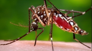 Salud advierte que Asunción y Central son el epicentro de chikungunya